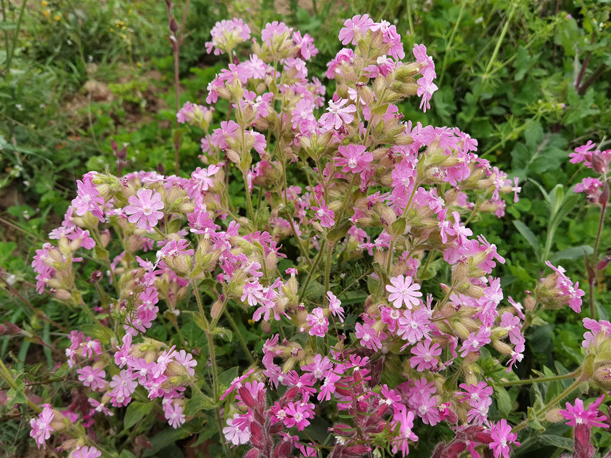 Silene dioica